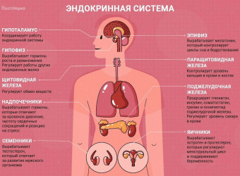 Профилактика заболеваний эндокринной системы