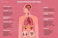 Профилактика заболеваний эндокринной системы